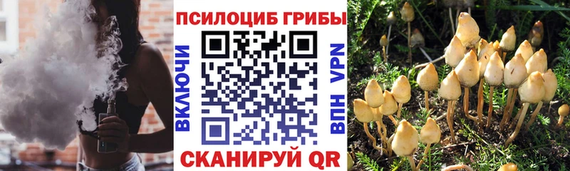 Псилоцибиновые грибы Psilocybine cubensis Дедовск